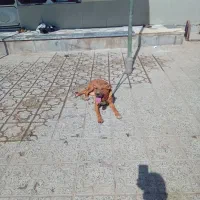 سگ مرغ گوسفند|سگ|مبارکه, |دیوار