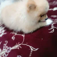 پامر خرسی نر عقیم نشده|سگ|اردبیل, |دیوار