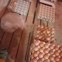 تخم مرغ محلی بهداشتی و مقوی|خوردنی و آشامیدنی|کرج, حصارک پایین|دیوار