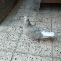 کبوتر هفت رنگ دم سفید