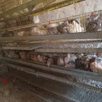 بیلدیرچین نروماده|حیوانات مزرعه|مرند, |دیوار