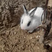 خرگوش بازیگوش