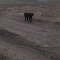 گمشده