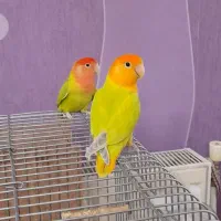 طوطی|پرنده|تهران, توحید|دیوار