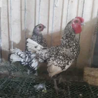 مرغ خروس سبرایت سیلور