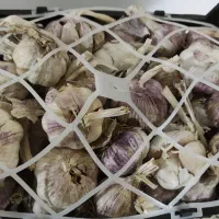سیر خشک و درشت
