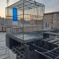 فروش قفس غلامی