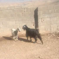 بز و بزغاله ماده|حیوانات مزرعه|فیروزآباد (لرستان), |دیوار