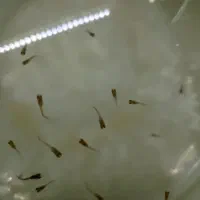 بچه ماهی گوپی بفروش میرسد|ماهی|چناران, |دیوار