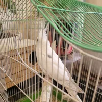 عروس هلندی تک خال|پرنده|تهران, سازمان برنامه جنوبی|دیوار