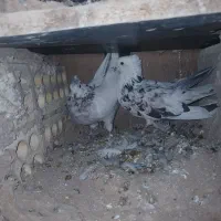 کبوتر|پرنده|دالاهو, |دیوار