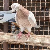 کبوتر کاشان|پرنده|آران و بیدگل, |دیوار
