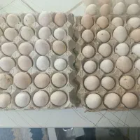 تخم مرغ محلی تازه