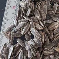 تخمه آفتابگردان طعم پنیری عمده S400