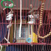 11عدد فنج زبرا جفتی 300 خداوکیلی الکی زنگ نزن|پرنده|شوش, |دیوار