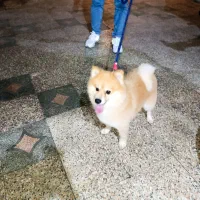 سگ پامرین|سگ|رحیم‌آباد, |دیوار