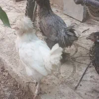 خروس مینیاتوری با ۲عددجوجه مرغ سلطان|حیوانات مزرعه|خمینی‌شهر, |دیوار