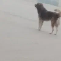 سگ نگهبان