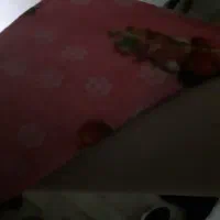 ۲عدد موکت ۱۲ متری نونو
