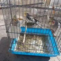 سه عدد عروس هلندی