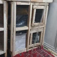 جفت کنی کبوتر|لوازم جانبی حیوانات|ساوه, |دیوار