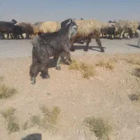 یه کهره چپش تخمی ویه راس بز چاق|حیوانات مزرعه|مرودشت, رامجرد یک|دیوار