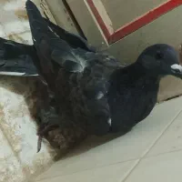 کبوتر