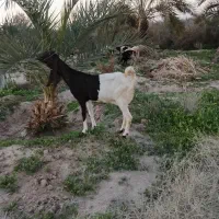 بزبادوکهره نروماده گلابی درجه یک