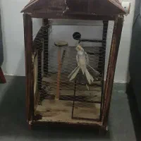 فقس عروس هلندی و مرغ عشق و....