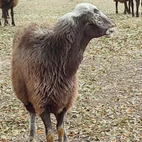 گوسفندگوشتی|حیوانات مزرعه|ارشق, |دیوار