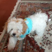 شیتزو کراس آلمانی بسیارشاداب وباهوش|سگ|تبریز, |دیوار