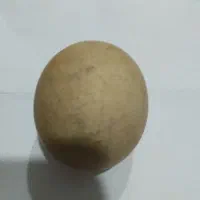 سنگ الماس|کلکسیون اشیاء عتیقه|مراغه, |دیوار