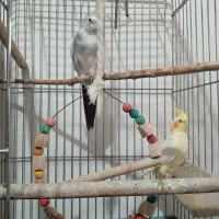 عروس هلندی|پرنده|پیرانشهر, |دیوار