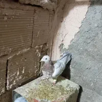 کله هما و جوجه هفت رنگ|پرنده|سبزوار, جوادیه شرقی|دیوار