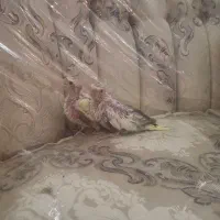 جوجه عروس هلندی