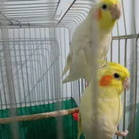 عروس هلندی و مرغ عشق|پرنده|خرم‌آباد, |دیوار