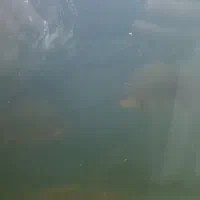 ماهی پیرانا