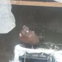 کبوتر بفروش میرسد