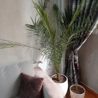 فروش گل خرمای بزرگ