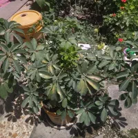 فروش گل خانگی
