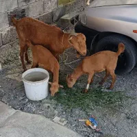 یک بز و دو کهره