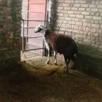 قوچ دوشیره هردومیش رو وعتیقه به شرط