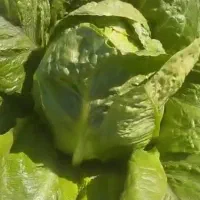 کاهو فله درجه یک قیمت روز|خدمات باغبانی و درختکاری|دزفول, |دیوار