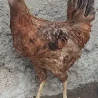 مرغ وخلنگ محلی
