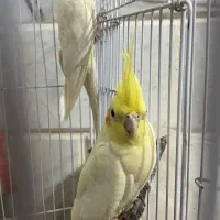 عروس هلندی جفت و تک