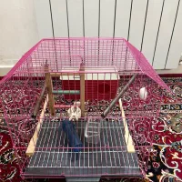 قفس مرغ عشق