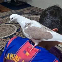 کبوترگمشده