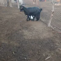 س بز و ۴بیگ|حیوانات مزرعه|دزفول, |دیوار