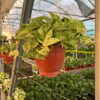 تولید و فروش و ارسال گل وگیاه آپارتمانی