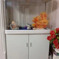 اکواریوم|ماهی|ایلام, |دیوار